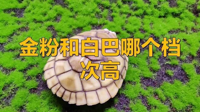 金粉和白巴哪個檔次高