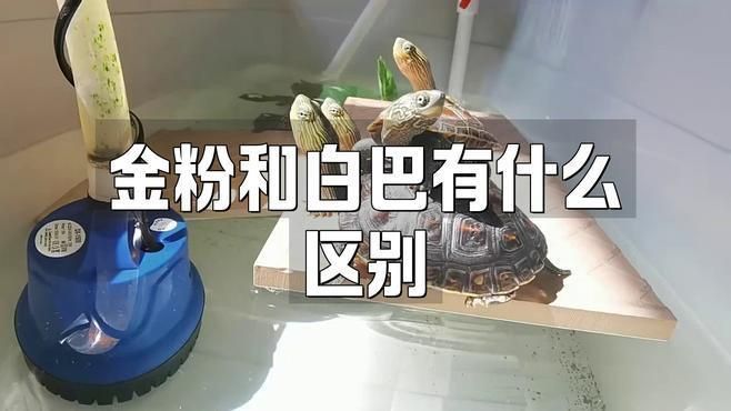 金粉和白巴哪個檔次高