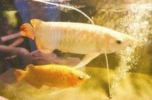 印尼紅龍魚多大發色最好看的：印尼紅龍魚的發色時間通常在它們體長達25公分左右 印尼紅龍魚多大發色最好看的：印尼紅龍魚的發色時間通常在它們體長達25公分左右 龍魚百科 第2張