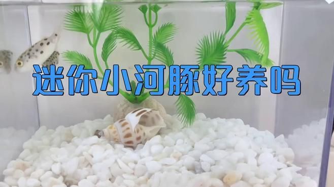 迷你小河豚好養嗎