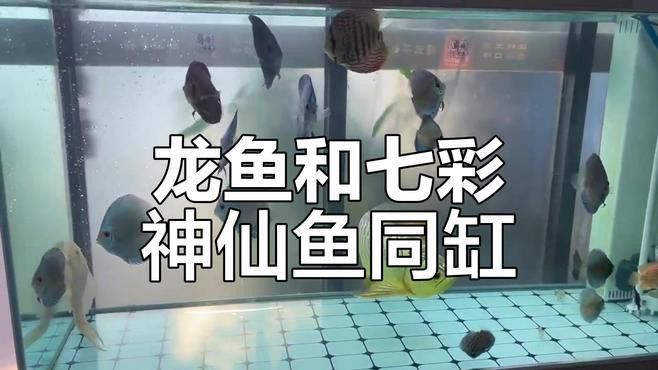 神仙魚能和龍魚混養嗎