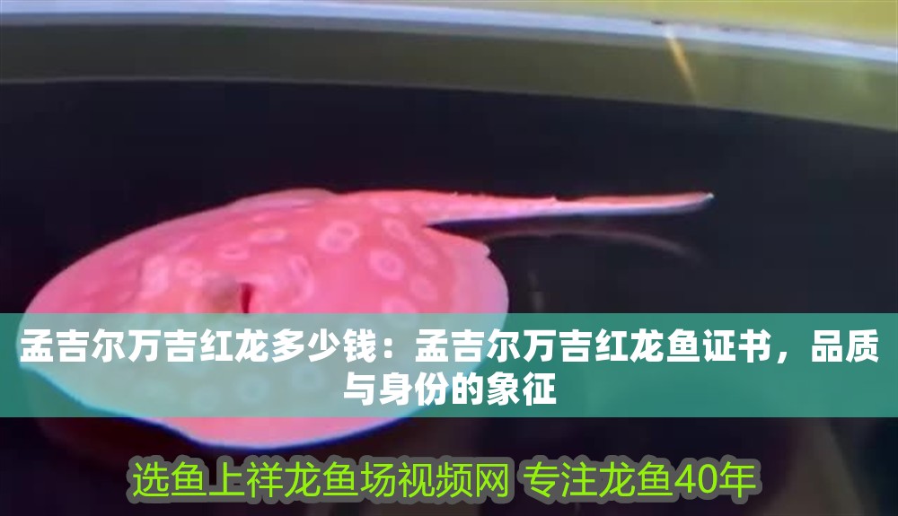 孟吉爾萬吉紅龍多少錢：孟吉爾萬吉紅龍魚證書，品質與身份的象征 孟吉爾萬吉紅龍多少錢：孟吉爾萬吉紅龍魚證書，品質與身份的象征 龍魚百科 第2張