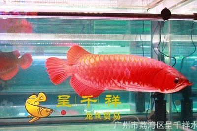 青島龍魚批發市場（青島龍魚批發市場價格查詢網查詢價格和市場動態）