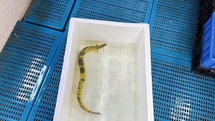 金龍魚放生可以放嗎有毒嗎：金龍魚放生可以放嗎