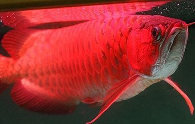 30公分紅龍魚一天喂多少蝦：紅龍魚一天喂多少