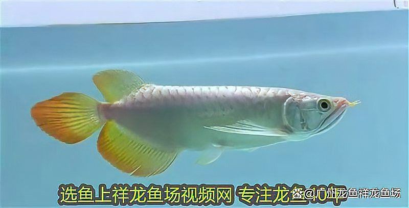 有哪些飼料適合紅龍發(fā)色？