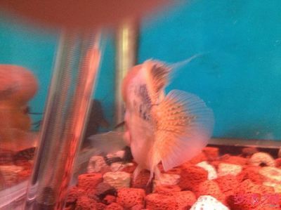 龍魚最喜歡吃什么食物：如何給龍魚投喂食物？