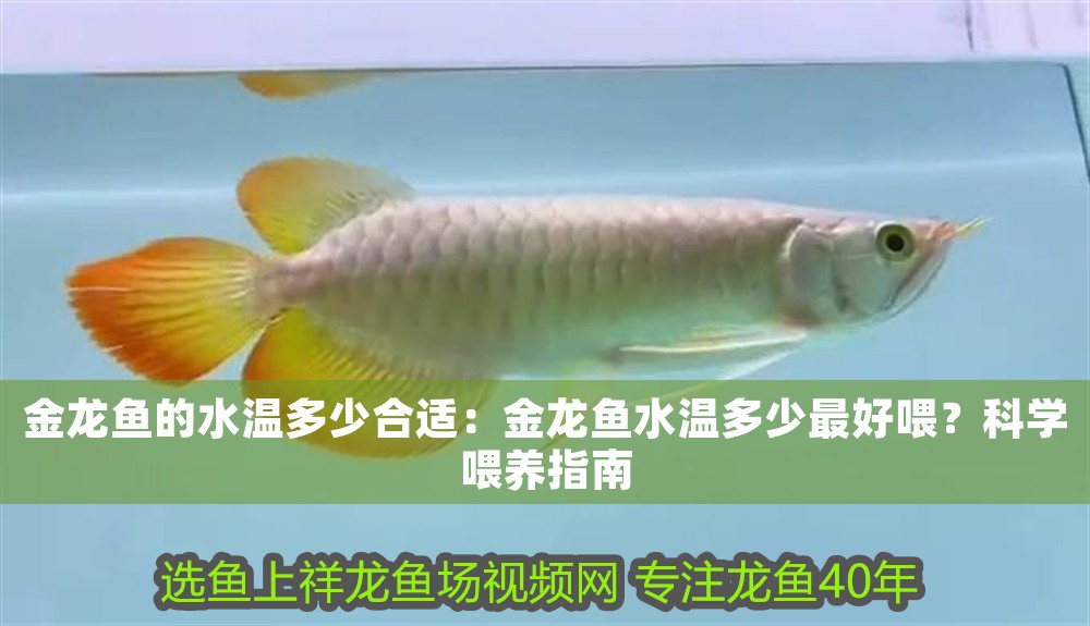 金龍魚的水溫多少合適：金龍魚水溫多少最好喂？科學喂養指南