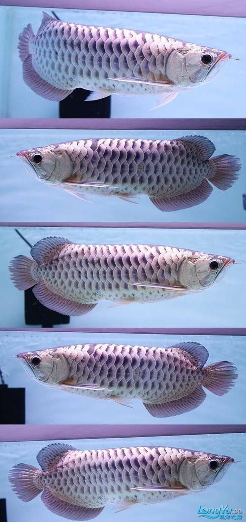 金龍魚(yú)藍(lán)底的好還是紫底的好呢圖片對(duì)比