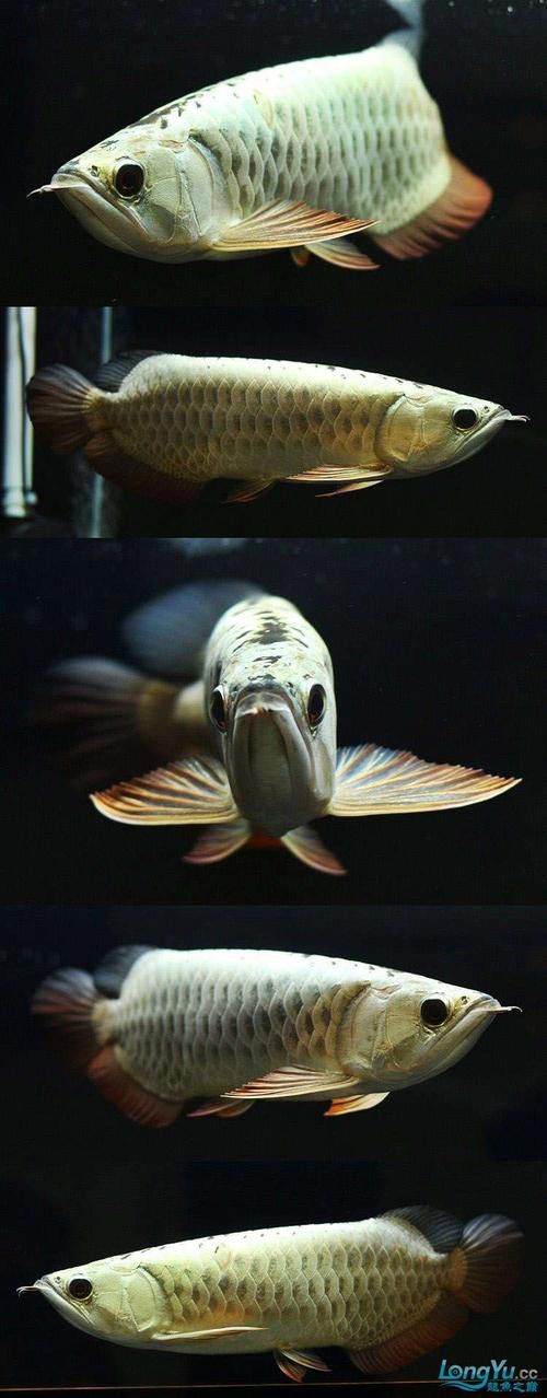 金龍魚(yú)藍(lán)底的好還是紫底的好呢圖片對(duì)比