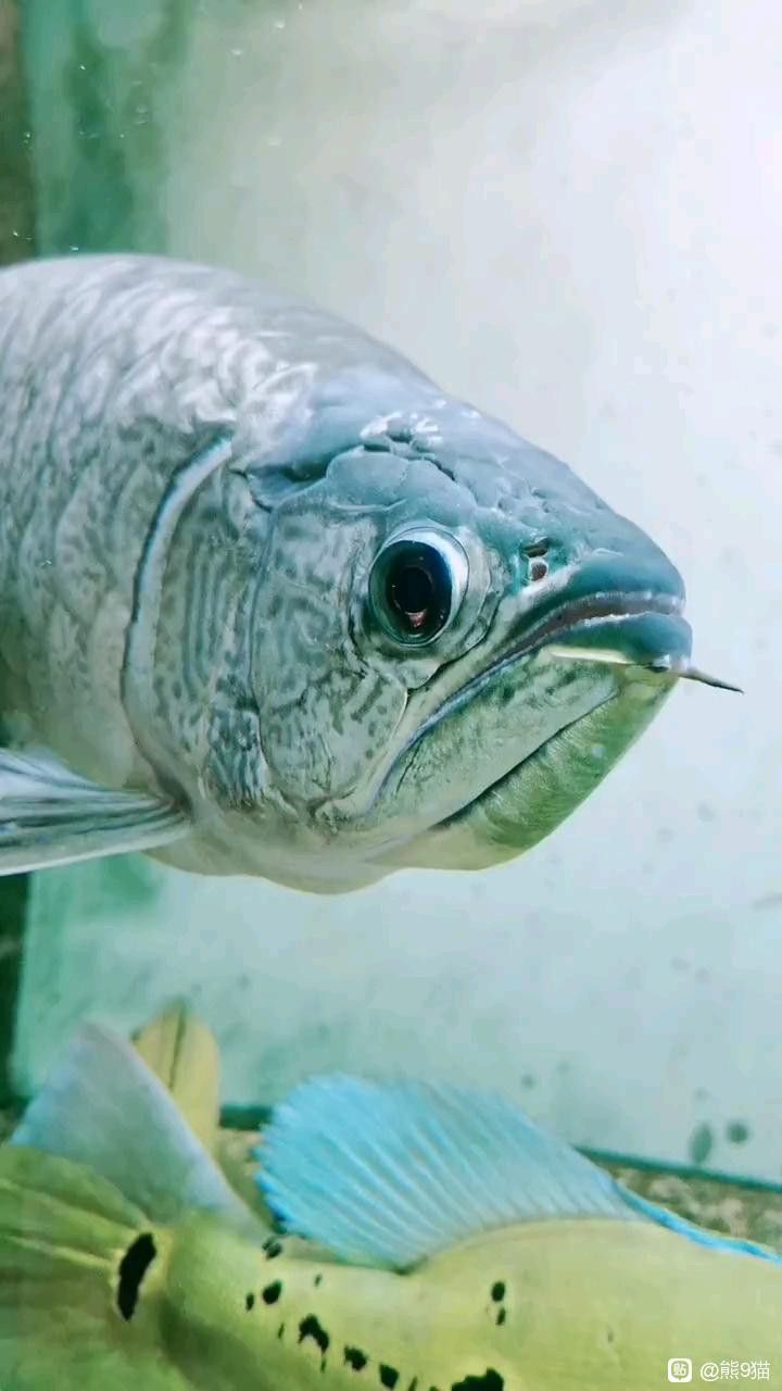 緬甸圖騰青龍魚的價格是多少？