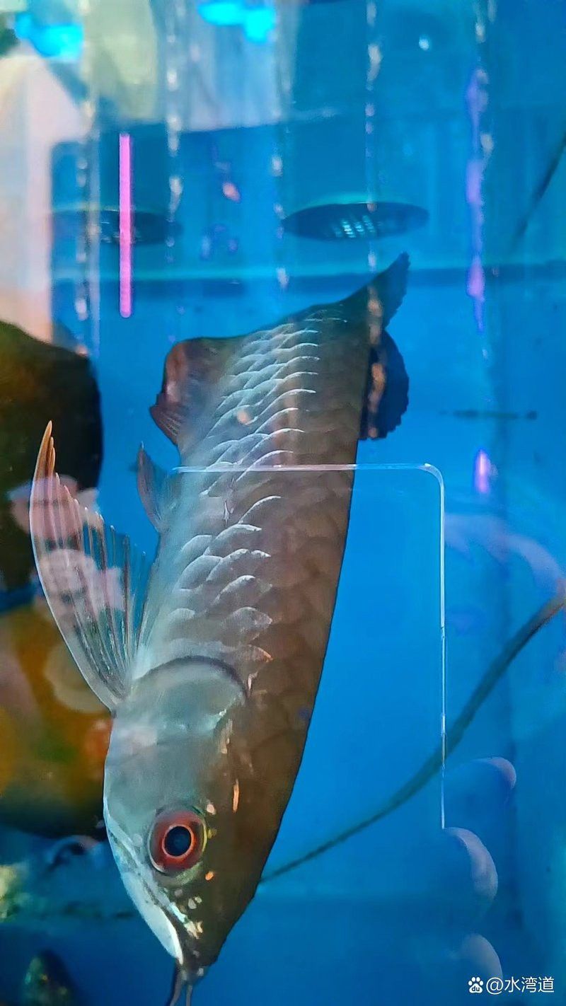 緬甸圖騰青龍魚的價格是多少？