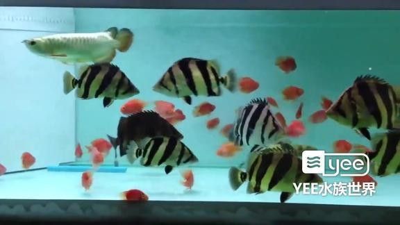 龍魚(yú)和虎魚(yú)混養(yǎng)數(shù)量多嗎