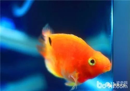 龍魚長黑斑