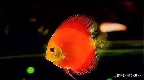 龍魚長黑斑