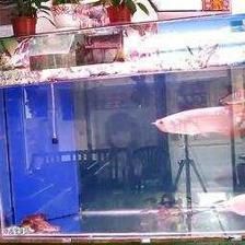在印尼買龍魚便宜嗎知乎文章：在印尼買龍魚是否便宜？