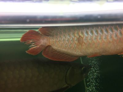 龍魚尾巴長紅疙瘩是什么病（龍魚尾巴上長紅疙瘩可能由多種因素引起，以下幾種常見原因）