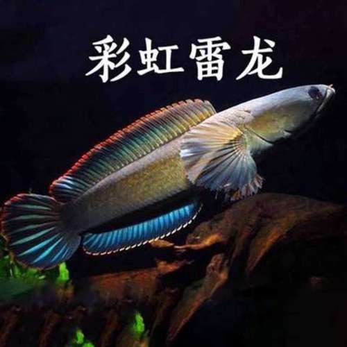 彩虹雷龍魚好看嗎圖片