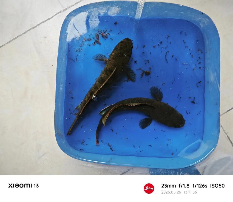 彩虹雷龍魚好看嗎圖片