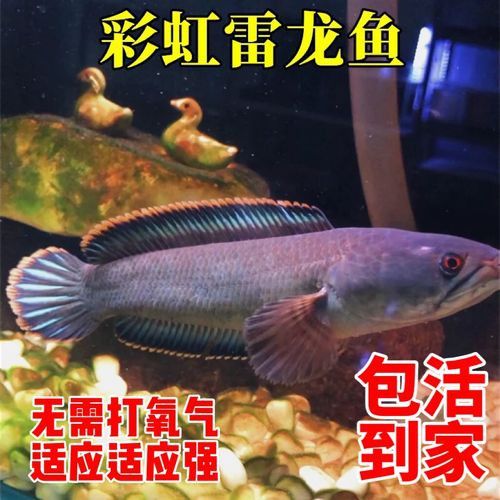 彩虹雷龍魚好看嗎圖片