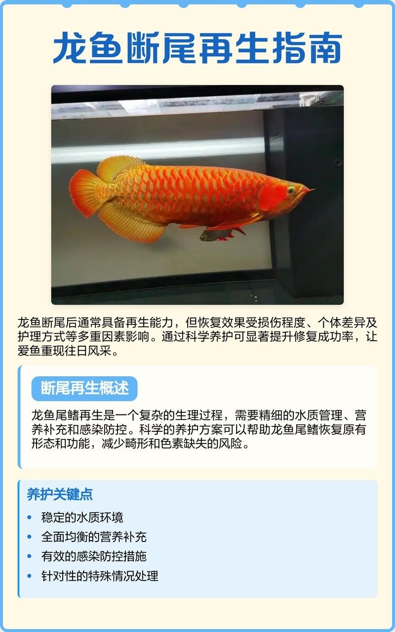 銀龍魚斷尾能長好嗎