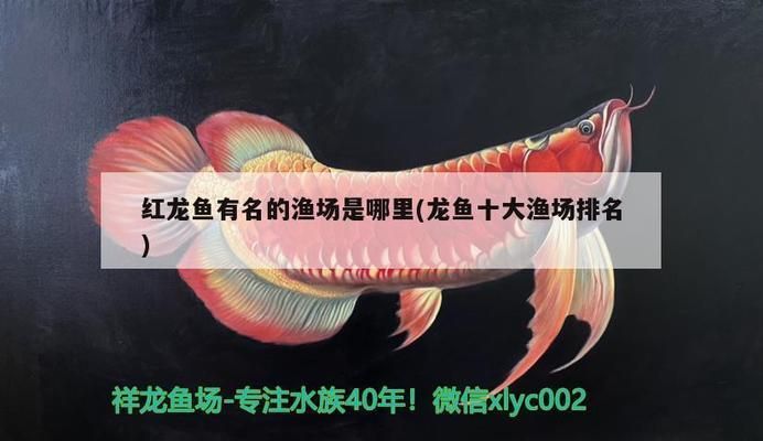 紅龍魚有名的漁場有哪些地方（以紅龍魚養(yǎng)殖而聞名的漁場）