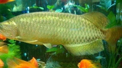 什么叫星點龍魚呢（星點龍魚是一種屬于亞洲骨舌魚科(osteoglossidae)中的淡水魚類） 什么叫星點龍魚呢（星點龍魚是一種屬于亞洲骨舌魚科(osteoglossidae)中的淡水魚類） 龍魚百科 第2張