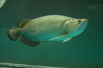 什么叫星點龍魚呢（星點龍魚是一種屬于亞洲骨舌魚科(osteoglossidae)中的淡水魚類） 什么叫星點龍魚呢（星點龍魚是一種屬于亞洲骨舌魚科(osteoglossidae)中的淡水魚類） 龍魚百科 第5張
