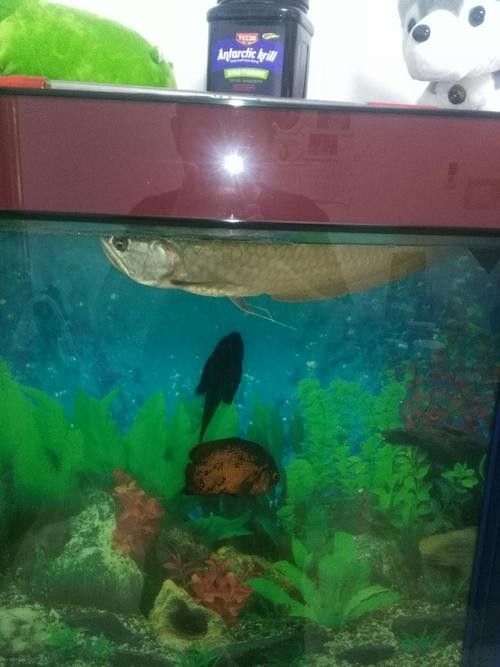 如何辨別古典龍魚的真偽視頻：如何辨別古典龍魚的真偽？