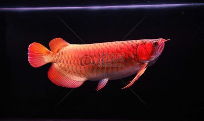 紅龍魚多少錢一條（紅龍魚價格因其品種、大小、健康狀況等因素有所不同） 紅龍魚多少錢一條（紅龍魚價格因其品種、大小、健康狀況等因素有所不同） 龍魚百科 第2張