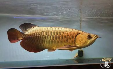 龍魚怎么看有沒有寄生蟲：如何判斷龍魚是否患有寄生蟲