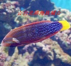 紅龍魚性格特征是什么（紅龍魚的性格特征可以從其生活習性和外形特征進行分析）