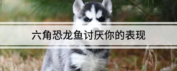 六角恐龍魚吃什么：六角恐龍魚被咬傷了怎么辦 六角恐龍魚吃什么：六角恐龍魚被咬傷了怎么辦 龍魚百科 第3張