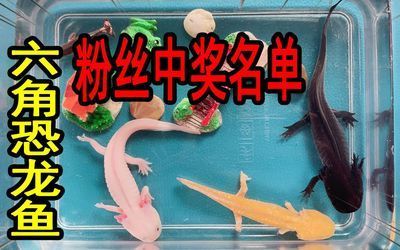 六角恐龍魚吃什么：六角恐龍魚被咬傷了怎么辦 六角恐龍魚吃什么：六角恐龍魚被咬傷了怎么辦 龍魚百科 第5張
