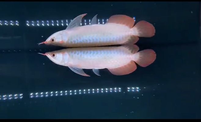 金龍魚藍龍多少錢一條：金龍魚藍龍多少錢一條金龍魚和藍龍魚的價格信息