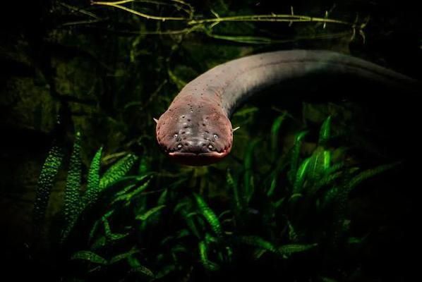 龍魚水溫多少度最好：龍魚水溫多少度合適釣魚用？全面解析水溫對龍魚垂釣的影響