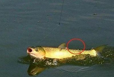 龍魚吃錦鯉嗎會死嗎：龍魚和錦鯉可以<strong><mark>和平</mark></strong>共處嗎