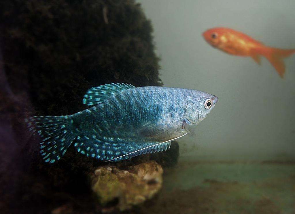 觀賞魚曼龍魚（曼龍魚是一種曼小型觀賞魚） 觀賞魚曼龍魚（曼龍魚是一種曼小型觀賞魚） 龍魚百科 第3張