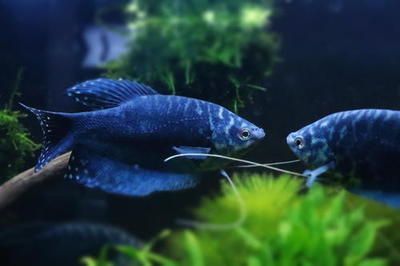 觀賞魚曼龍魚（曼龍魚是一種曼小型觀賞魚） 觀賞魚曼龍魚（曼龍魚是一種曼小型觀賞魚） 龍魚百科 第2張