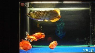 龍魚之家的魚怎么樣：龍魚之家產品質量如何？