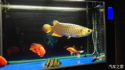 龍魚之家的魚怎么樣：龍魚之家產品質量如何？