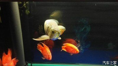 龍魚之家的魚怎么樣：龍魚之家產品質量如何？