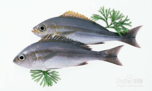 龍魚為什么撞缸會死亡的原因呢：龍魚為什么撞缸會死亡的原因解析 龍魚為什么撞缸會死亡的原因呢：龍魚為什么撞缸會死亡的原因解析 龍魚百科 第2張