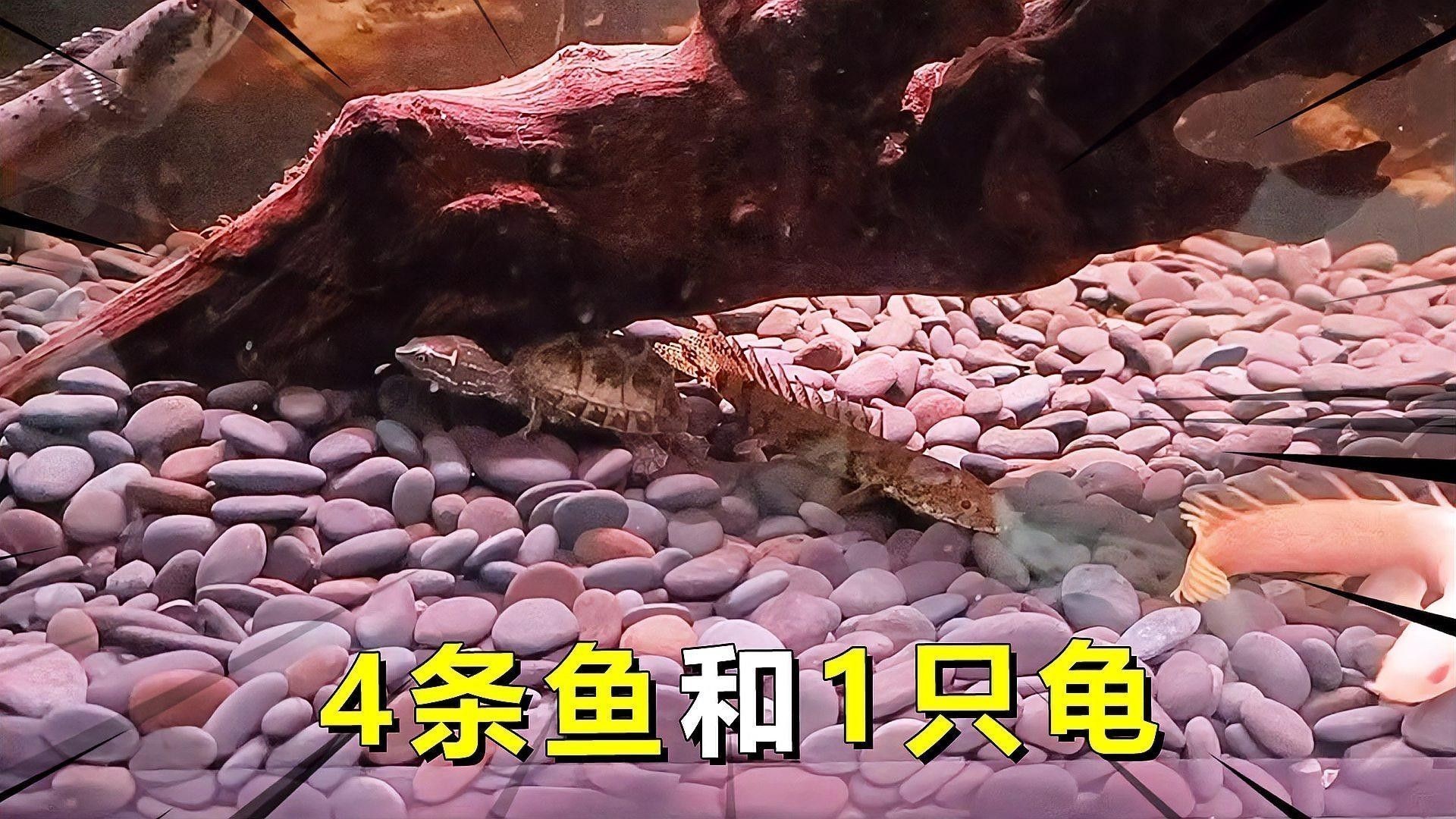 龍魚和雷龍魚混養溫度多少