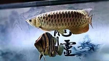 元寶鯽混養(yǎng)伴侶魚(yú)種推薦：如何選擇元寶鯽混養(yǎng)伴侶