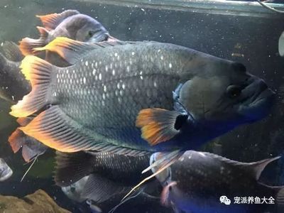 戰船魚和雷龍魚適合混養嗎：戰船魚和雷龍魚是否適合混養？