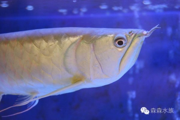 龍魚百科全書，龍魚百科全書怎么看