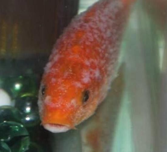 銀龍魚頭部有白點怎么回事圖片