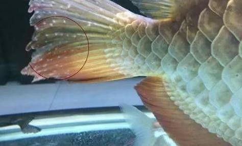 銀龍魚頭部有白點怎么回事圖片