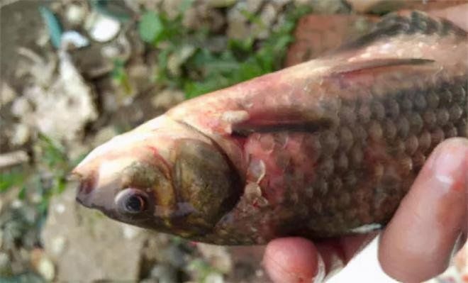 能給出更多關(guān)于魚體滲血的案例嗎？